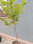 Custard Apple Seedlings (1 Year Old) - 3