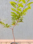 Custard Apple Seedlings (1 Year Old) - 4