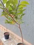 Custard Apple Seedlings (1 Year Old) - 5