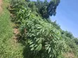 Plot for Sale in Kalagi, Mukono - 3