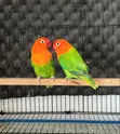 Female Parrot for Sale - 1