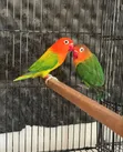 Female Parrot for Sale - 2