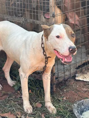 Male American Pit Bull Terrier, 6 Months Old