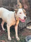 Male American Pit Bull Terrier, 6 Months Old - 1