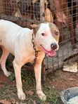 Male American Pit Bull Terrier, 6 Months Old - 2