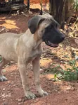 Purebred Boerboel Puppies (1-3 Months) - 1