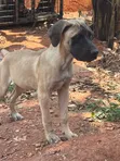 Purebred Boerboel Puppies (1-3 Months) - 2