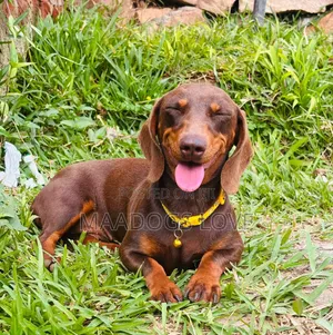 Purebred Dachshund Puppy, 9 Months Old