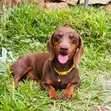 Purebred Dachshund Puppy, 9 Months Old - 1