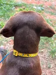 Purebred Dachshund Puppy, 9 Months Old - 2