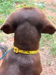 Purebred Dachshund Puppy, 9 Months Old - 3