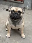 Female Purebred French Bulldog Puppy (1-3 Months) - 1