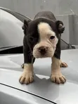 Female Purebred French Bulldog Puppy (1-3 Months) - 2