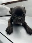 Female Purebred French Bulldog Puppy (1-3 Months) - 3