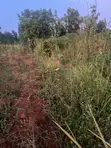 Commercial Land for Sale in Nakawuka, Buvi - 3