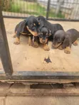 Female Purebred Dachshund Puppy (1-3 Months) - 1