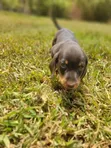 Female Purebred Dachshund Puppy (1-3 Months) - 2