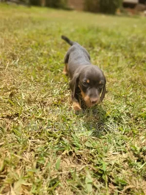 Purebred Dachshund Puppy - 1-3 Months Old