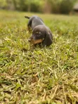 Purebred Dachshund Puppy - 1-3 Months Old - 2