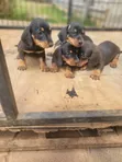 Purebred Dachshund Puppy - 1-3 Months Old - 3