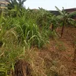 Residential Land for Sale, Kanyanya Bahai - 5