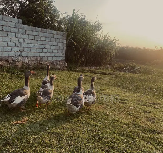 Greylag Geese for Sale - 1