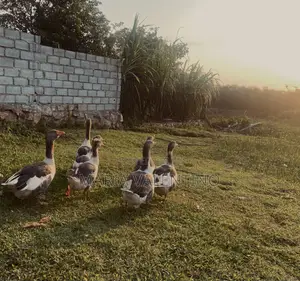 Greylag Geese for Sale