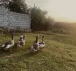 Greylag Geese for Sale - 1