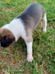 Male German Shepherd Mix Puppy (0-1 Month) - 5