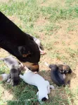 Male German Shepherd Mix Puppy (0-1 Month) - 1