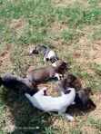 Male German Shepherd Mix Puppy (0-1 Month) - 2