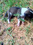 Male German Shepherd Mix Puppy (0-1 Month) - 3