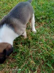 Male German Shepherd Mix Puppy (0-1 Month) - 4