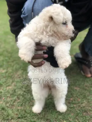 Female Purebred Maltese Puppy, 1-3 Months