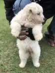 Female Purebred Maltese Puppy, 1-3 Months - 1