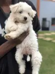Female Purebred Maltese Puppy, 1-3 Months - 2