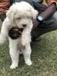 Female Purebred Maltese Puppy, 1-3 Months - 3