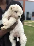 Female Purebred Maltese Puppy, 1-3 Months - 4