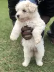 Female Purebred Maltese Puppy, 1-3 Months - 5