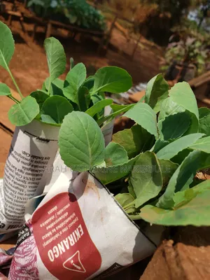 Cabbage Seedlings - AgroMet Farm Services