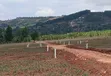 Prime Plots for Sale at Kampiringisa~Muyira Kulya Show Land Estate - 3