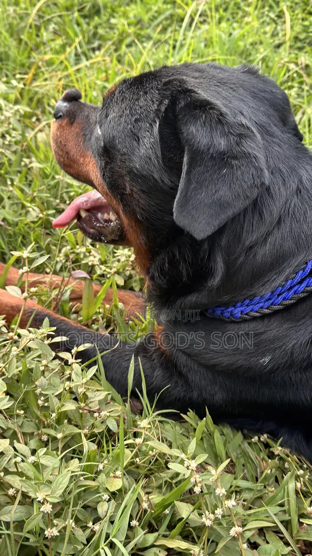 Purebred Rottweiler for Mating - 1