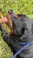 Purebred Rottweiler for Mating - 2