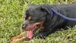Purebred Rottweiler for Mating - 3