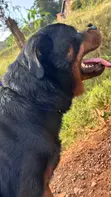 Purebred Rottweiler for Mating - 4