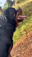 Purebred Rottweiler for Mating - 5