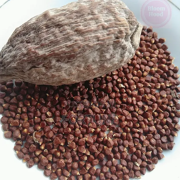 Alligator Seeds 100g - 1