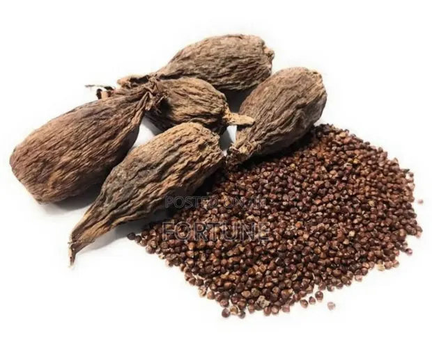 Alligator Seeds 100gm - 1