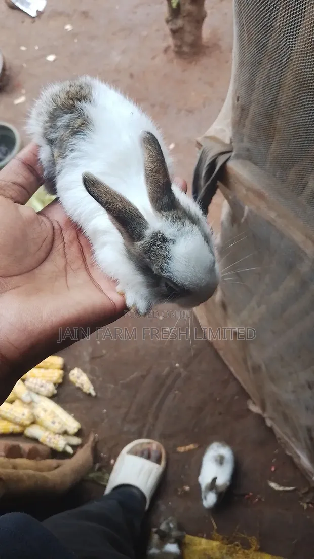 Rabbits for Sale - 1