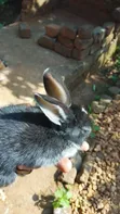 Rabbits for Sale - 3